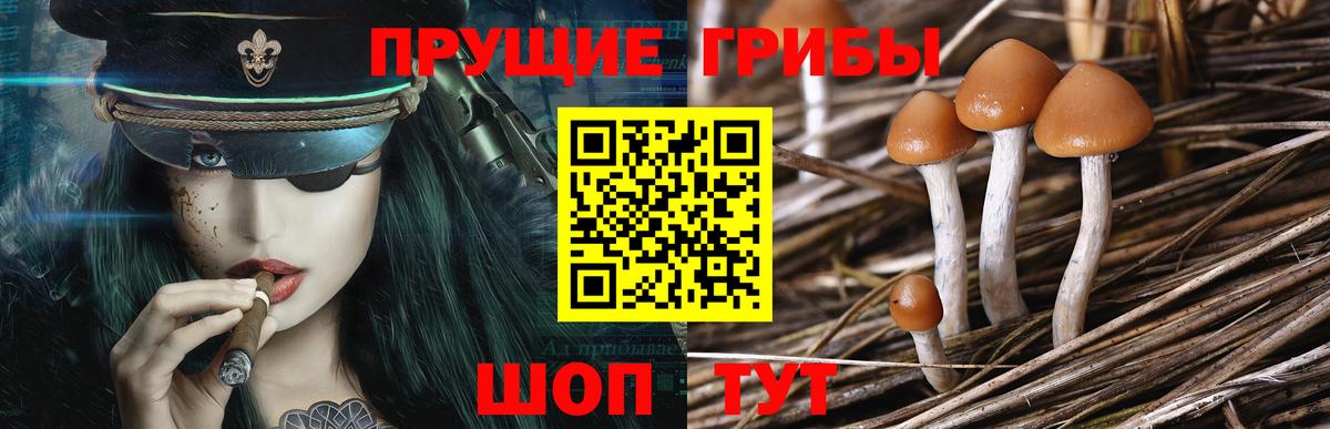 Галлюциногенные грибы Cubensis  Вход с VPN  Кирово-Чепецк 